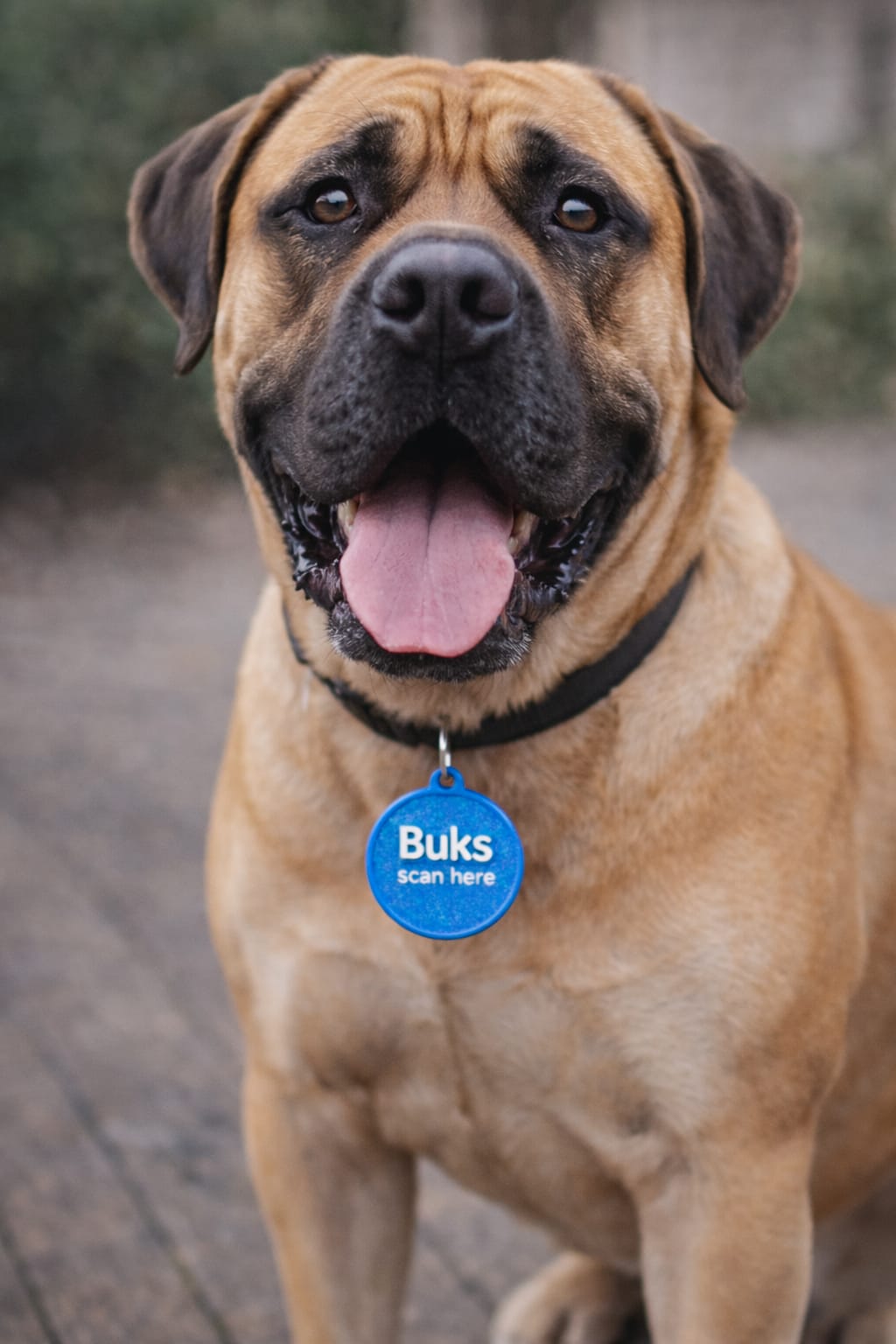 Smart Pet ID Tag